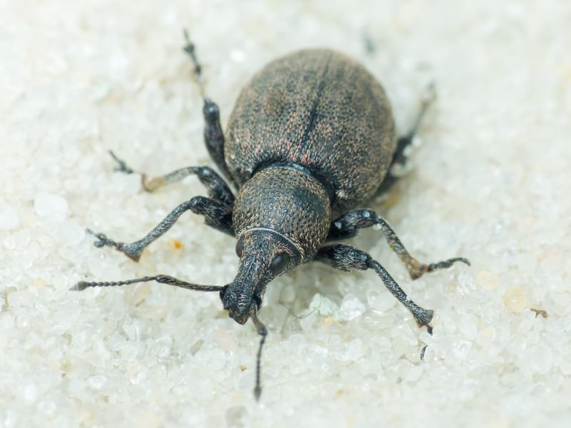 Otiorhynchus ligustici (Linnaeus, 1758)